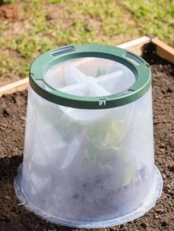 Sunny Forcing Cloches, Set Of 3 -Garden Care Supplies 8600075 0734 tif