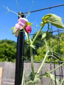 Gardener’s Victory Self-Watering Planter Garden With Vine Trellis -Garden Care Supplies 8600177 6588 tif 1