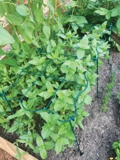 Cut Flower Grid Support, Set Of 2