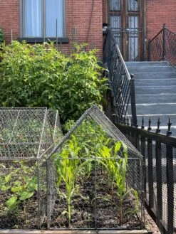 Chicken Wire Crop Coop -Garden Care Supplies 8609080 02CUST tif