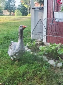 Chicken Wire Crop Coop -Garden Care Supplies 8609080 02IN tif