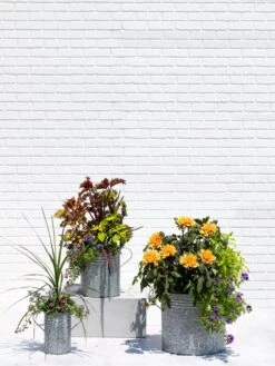 Metal Bucket Planters -Garden Care Supplies 8609085 0852 tif