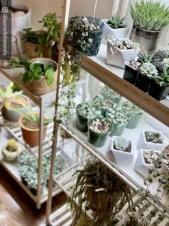 Oslo 2-Tier LED Grow Light Garden, 2 Fixtures -Garden Care Supplies 8609221 02IN tif