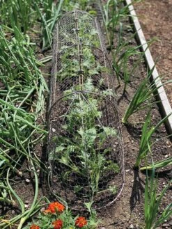 Chicken Wire Row Cloche Expandable Extra Large 3N1 -Garden Care Supplies 8609412 5903 tif