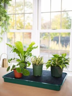 Self-Watering Tray -Garden Care Supplies 8609872 9021 tif