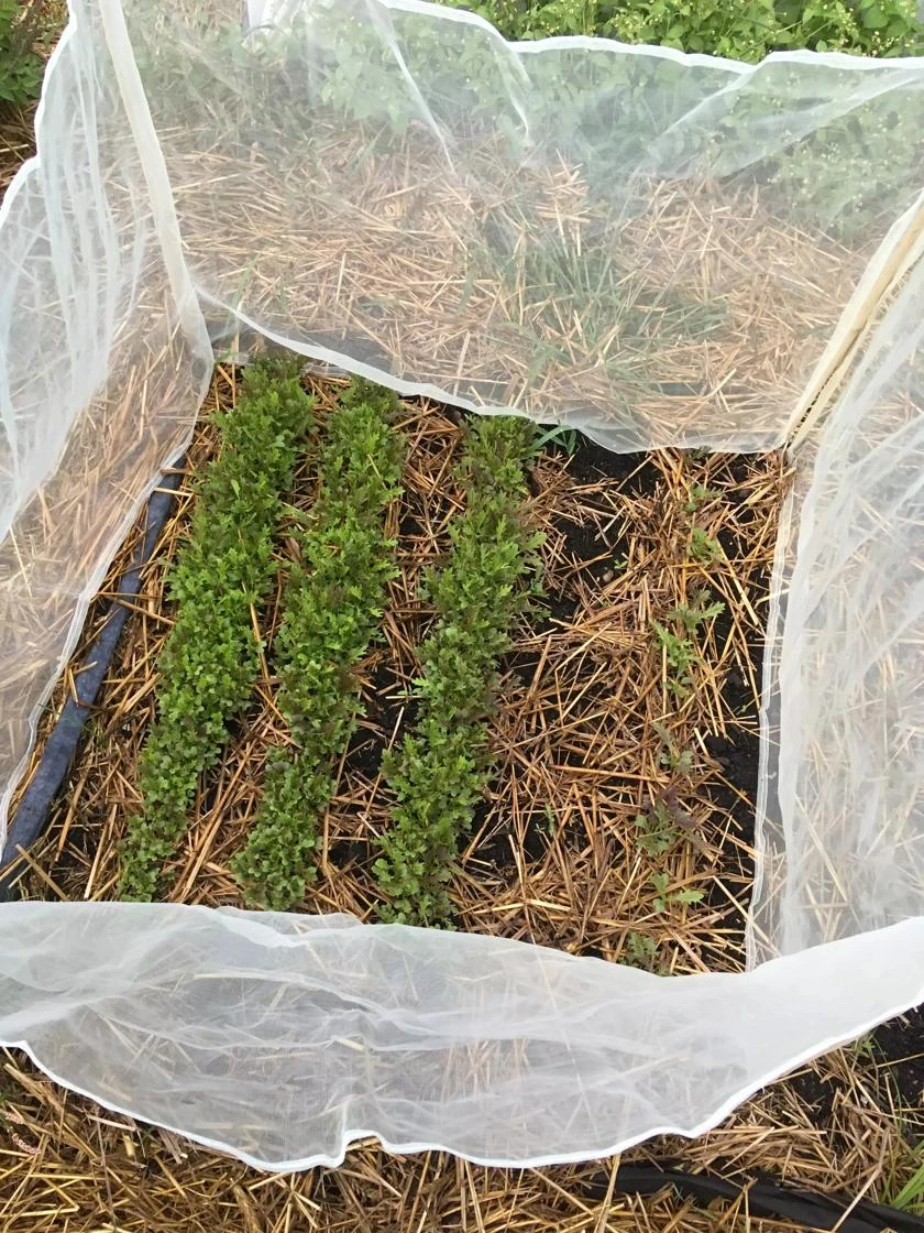 Wind Screen 3 Wind Screen