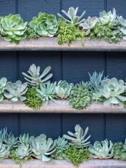 3-Tier Vertical Wall Planter, 3' -Garden Care Supplies 8611013 055 tif