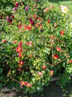 Parasol Plant Supports, Set Of 3 13 Parasol Plant Supports, Set Of 3 -Garden Care Supplies 8611129 050 tif