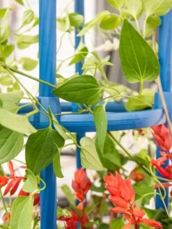 Fleur De Lis Obelisk, 67" -Garden Care Supplies 8611663 0607 tif