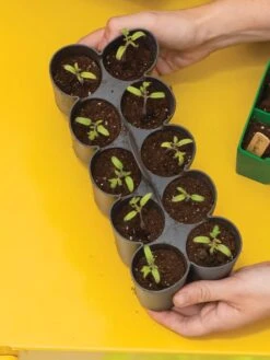 Sili-Seedlings® Seedling Tray, 10-Cell -Garden Care Supplies 8611886 0374 tif