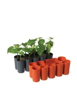 Sili-Seedlings® Seedling Tray, 10-Cell -Garden Care Supplies 8611886 5192 tif