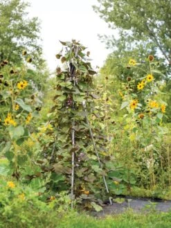 DIY Connector For Teepee Trellis -Garden Care Supplies 8611896 062 tif