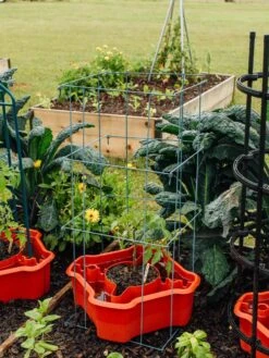 Deluxe Tomato Halos, Set Of 2 -Garden Care Supplies 8612045 226 tif