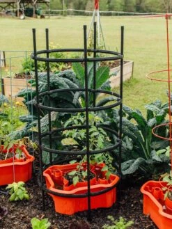 Deluxe Tomato Halos, Set Of 2 -Garden Care Supplies 8612045 228 tif