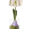 Easy Care Spring Waxed Amaryllis In Vase -Garden Care Supplies 8612756 14937 easy care spring waxed amaryllis in vase