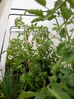 Cotton All Purpose Garden Cover -Garden Care Supplies 8612815 0039 tif