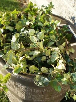 Round Rain Barrel With Planter, 35 Gallons -Garden Care Supplies 8612856WALNT 03V tif