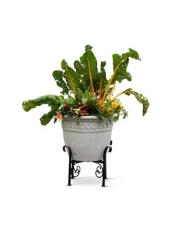 Covington Adjustable Plant Stands -Garden Care Supplies 8613347 0119
