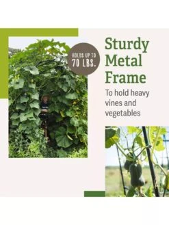 Titan Squash Tunnel 13 Titan Squash Tunnel -Garden Care Supplies B07932DMCR plantsupport benefits 2