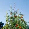 Rainbow Spiral Supports, Set Of 5 -Garden Care Supplies GS36377 01 tif