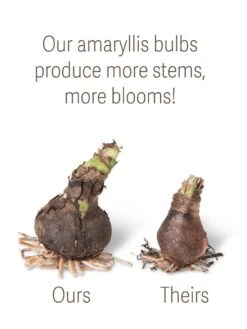 Garden Care Supplies -Garden Care Supplies bulbs ourstheirs 27516 tif